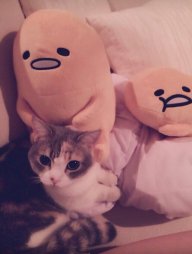 jumina